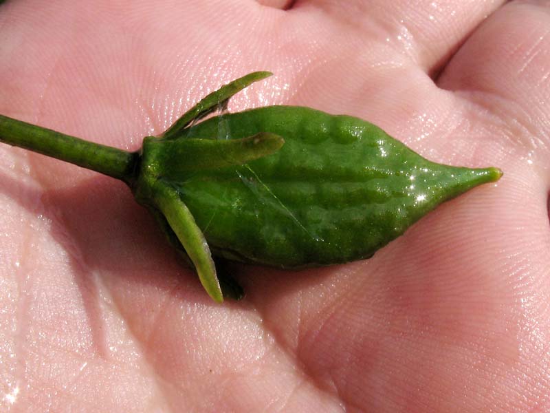 Image of Nymphoides peltata specimen.