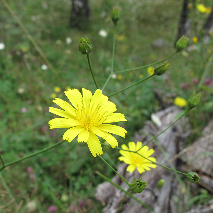 Image of Lapsana grandiflora specimen.