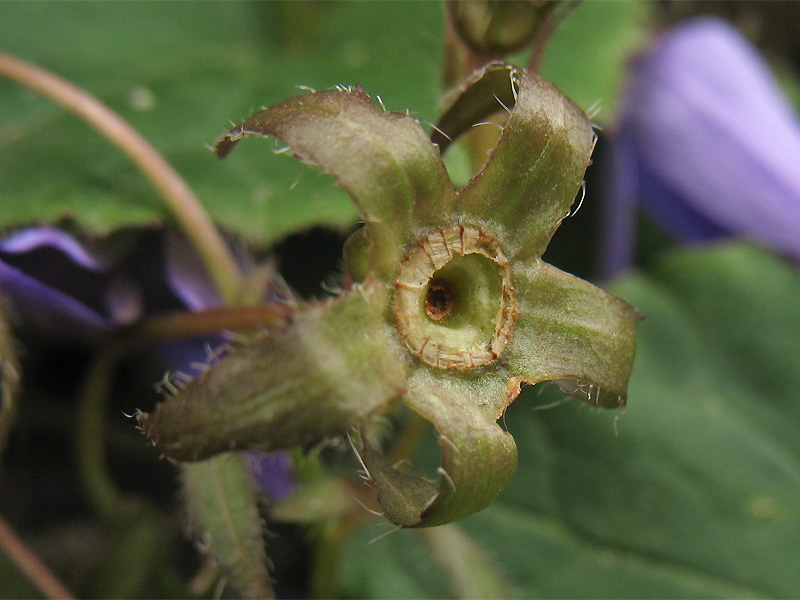 Изображение особи Campanula garganica.