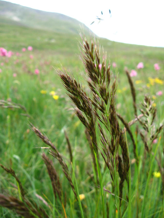 Image of Trisetum flavescens specimen.