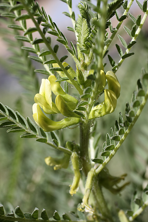 Изображение особи Astragalus turkestanus.