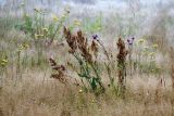 Rumex thyrsiflorus