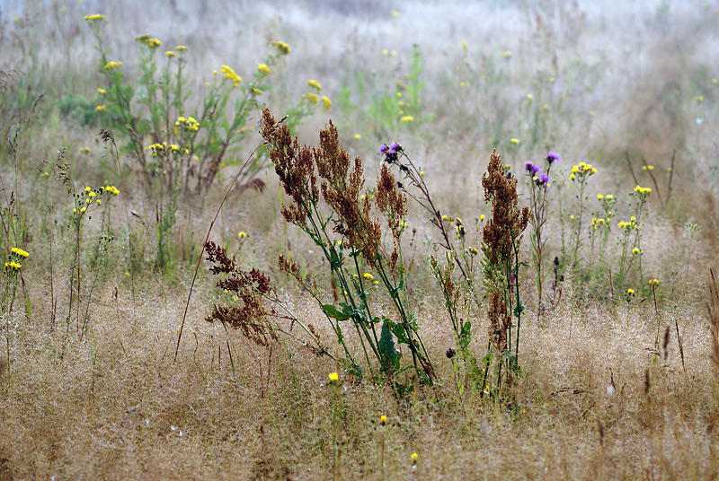 Image of Rumex thyrsiflorus specimen.