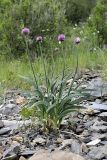 Allium carolinianum
