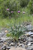 Allium carolinianum. Расцветающее растение. Южный Казахстан, Таласский Алатау, ущелье Коксай. 20.07.2010.