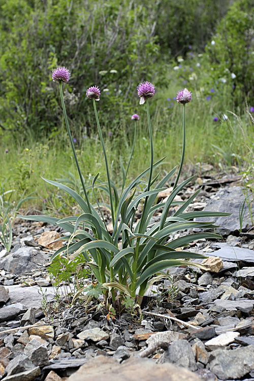 Image of Allium carolinianum specimen.