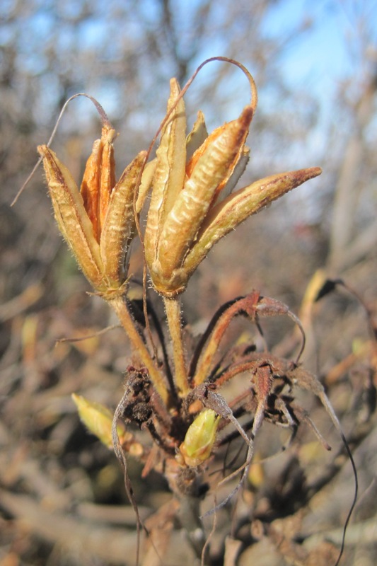 Image of Rhododendron luteum specimen.