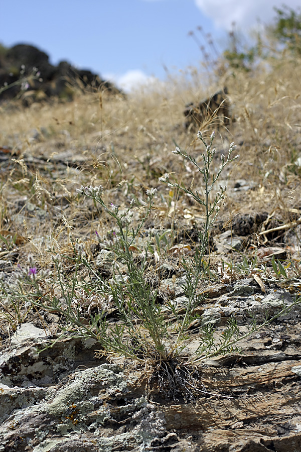 Image of Centaurea pseudosquarrosa specimen.