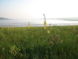 Verbascum blattaria