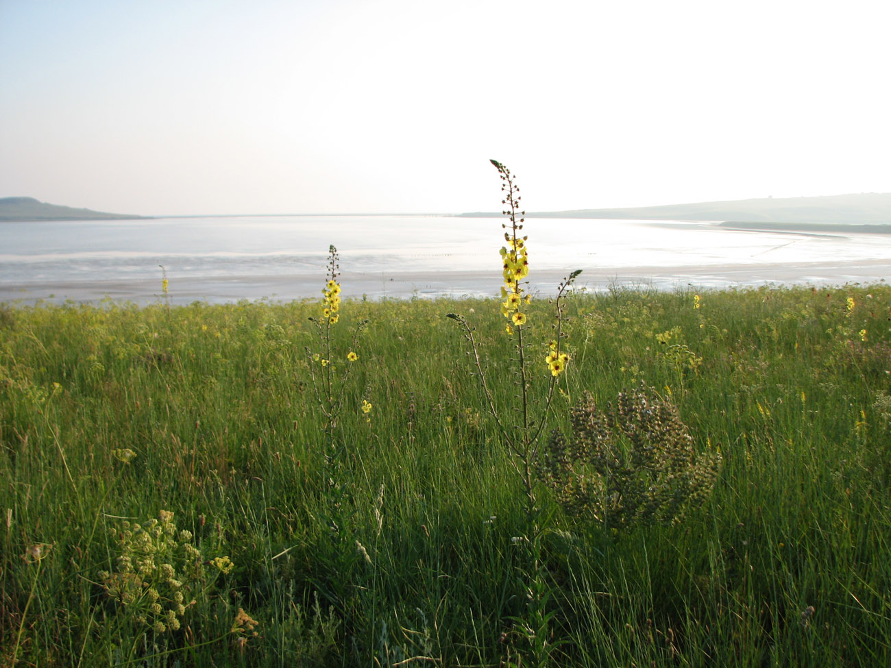 Image of Verbascum blattaria specimen.