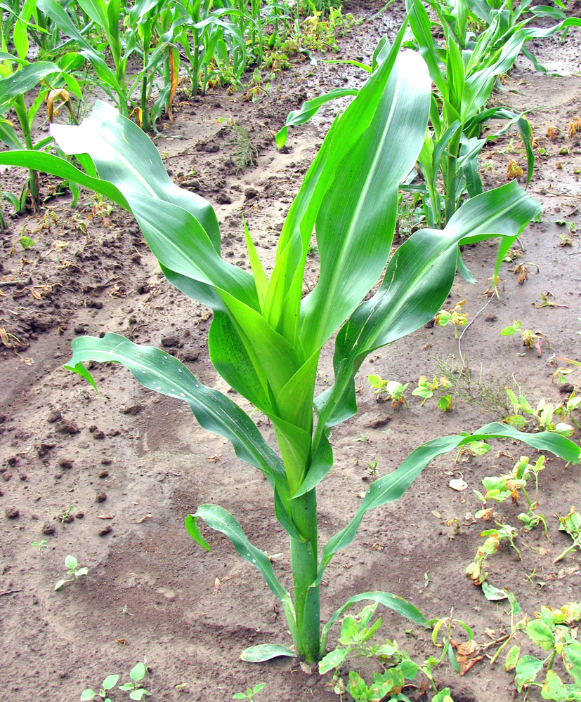 Image of Zea mays specimen.