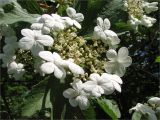 Viburnum opulus. Соцветие. Ленинградская обл., Ломоносовский р-н, Копорье. 21.06.2009.