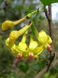 Ribes aureum. Цветки с трубочками, проколотыми шмелями. Украина, Днепропетровск, на берегу р. Днепр. 07.05.2009.