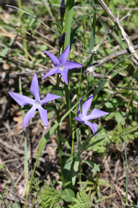 Image of Vinca herbacea specimen.