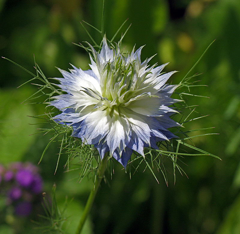 Изображение особи Nigella damascena.