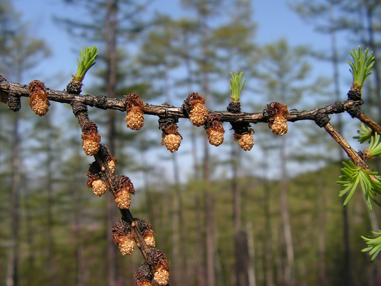 Image of Larix cajanderi specimen.