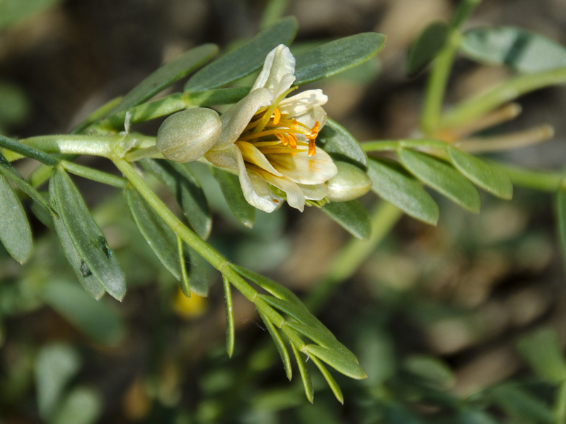 Image of Zygophyllum pinnatum specimen.