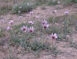 Tragopogon collinus