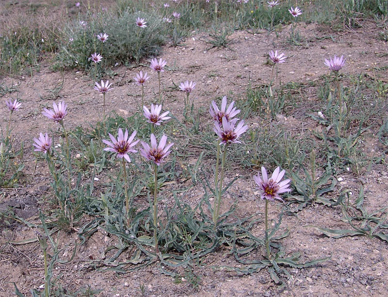 Изображение особи Tragopogon collinus.