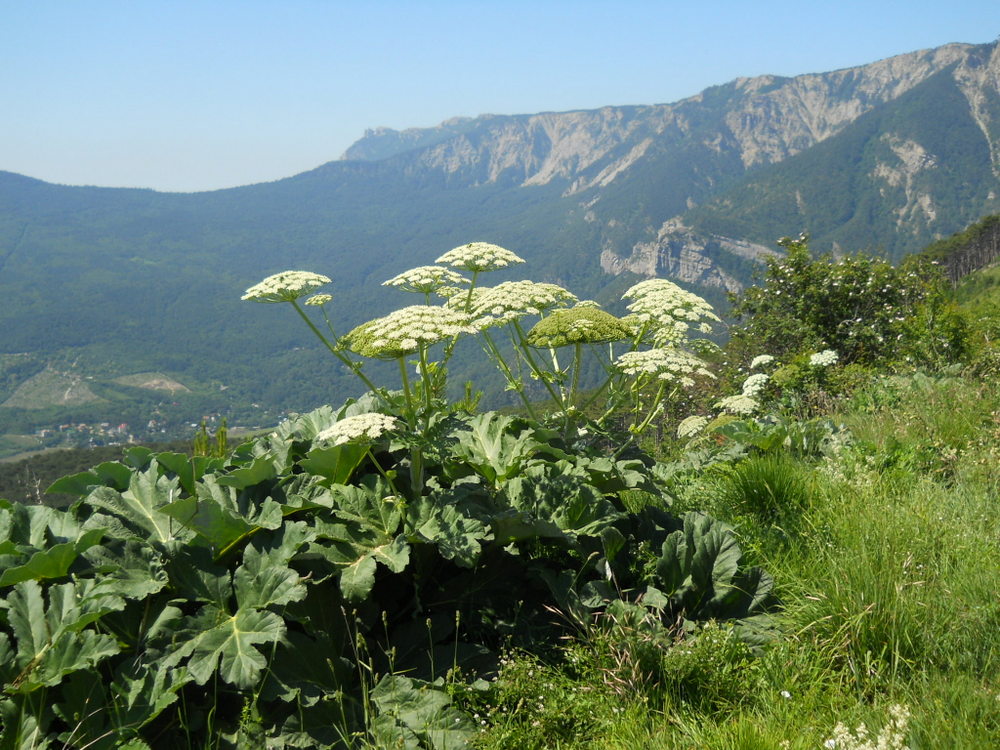 Изображение особи Heracleum stevenii.