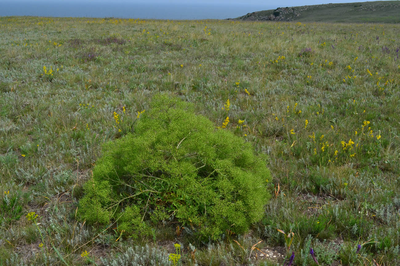 Изображение особи Crambe tataria.