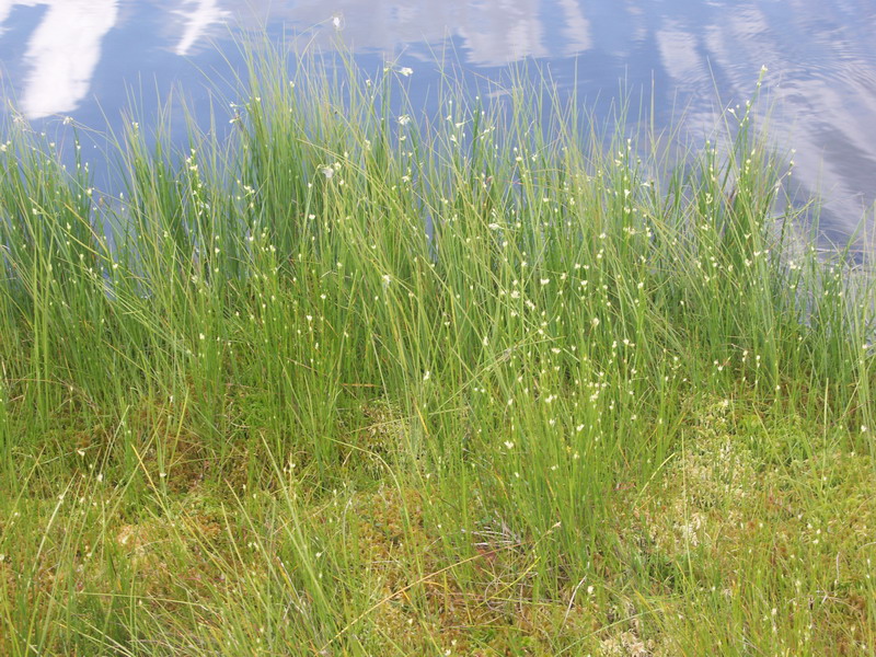 Image of Rhynchospora alba specimen.