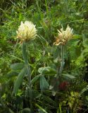 Trifolium trichocephalum. Побеги с соцветиями. Ставропольский край, Джинальский хребет, окр. г. Кисловодск. 01.07.2012.