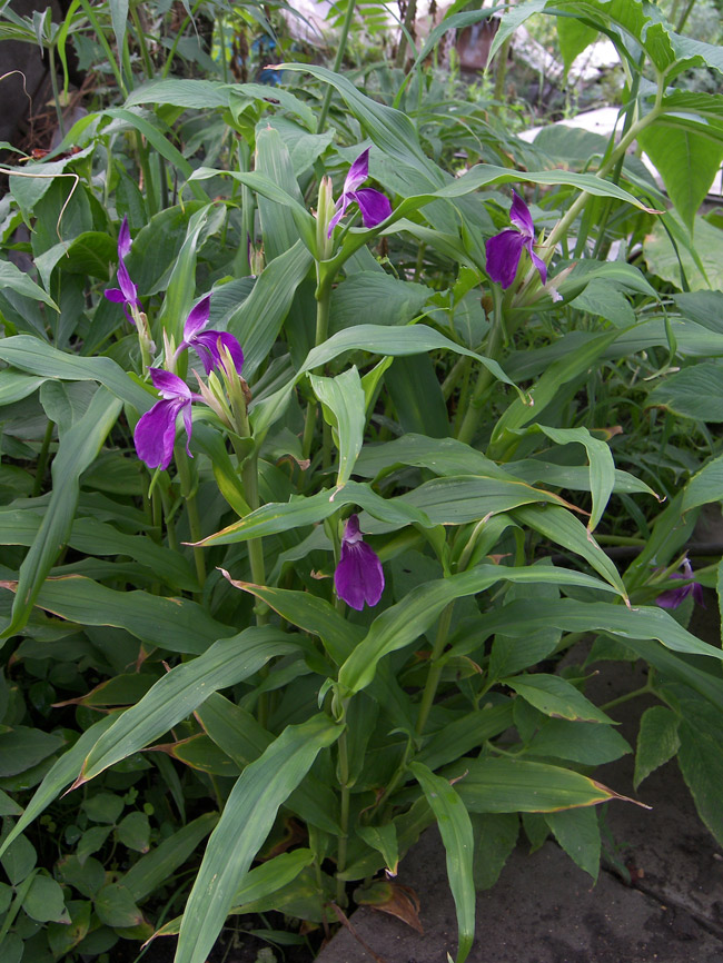 Image of Roscoea purpurea specimen.