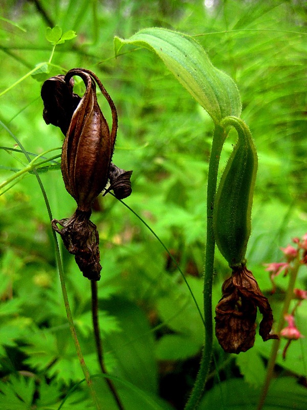 Image of Cypripedium guttatum specimen.