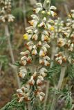 Phlomoides laciniata