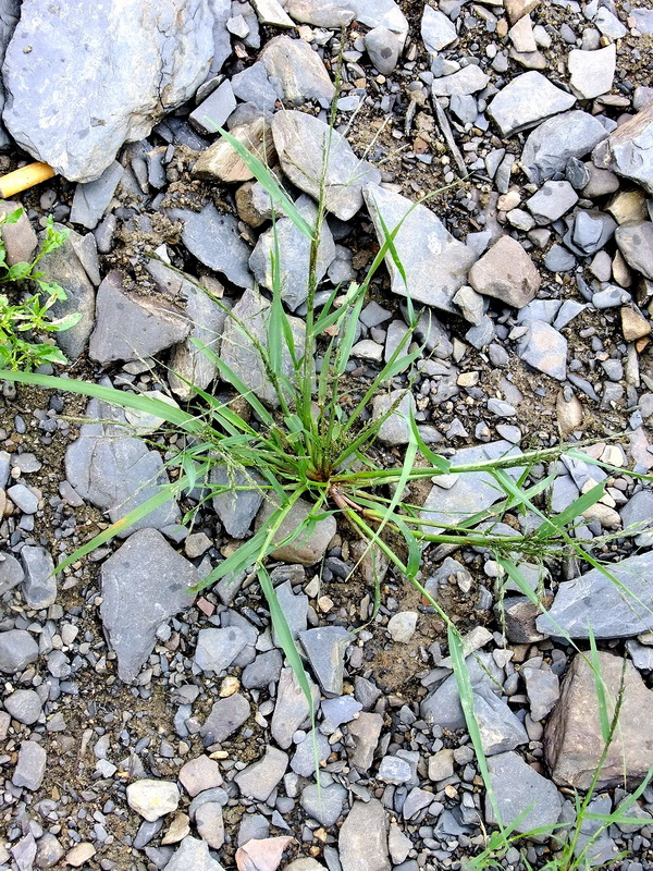 Image of Eragrostis amurensis specimen.