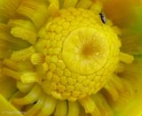 Nuphar lutea