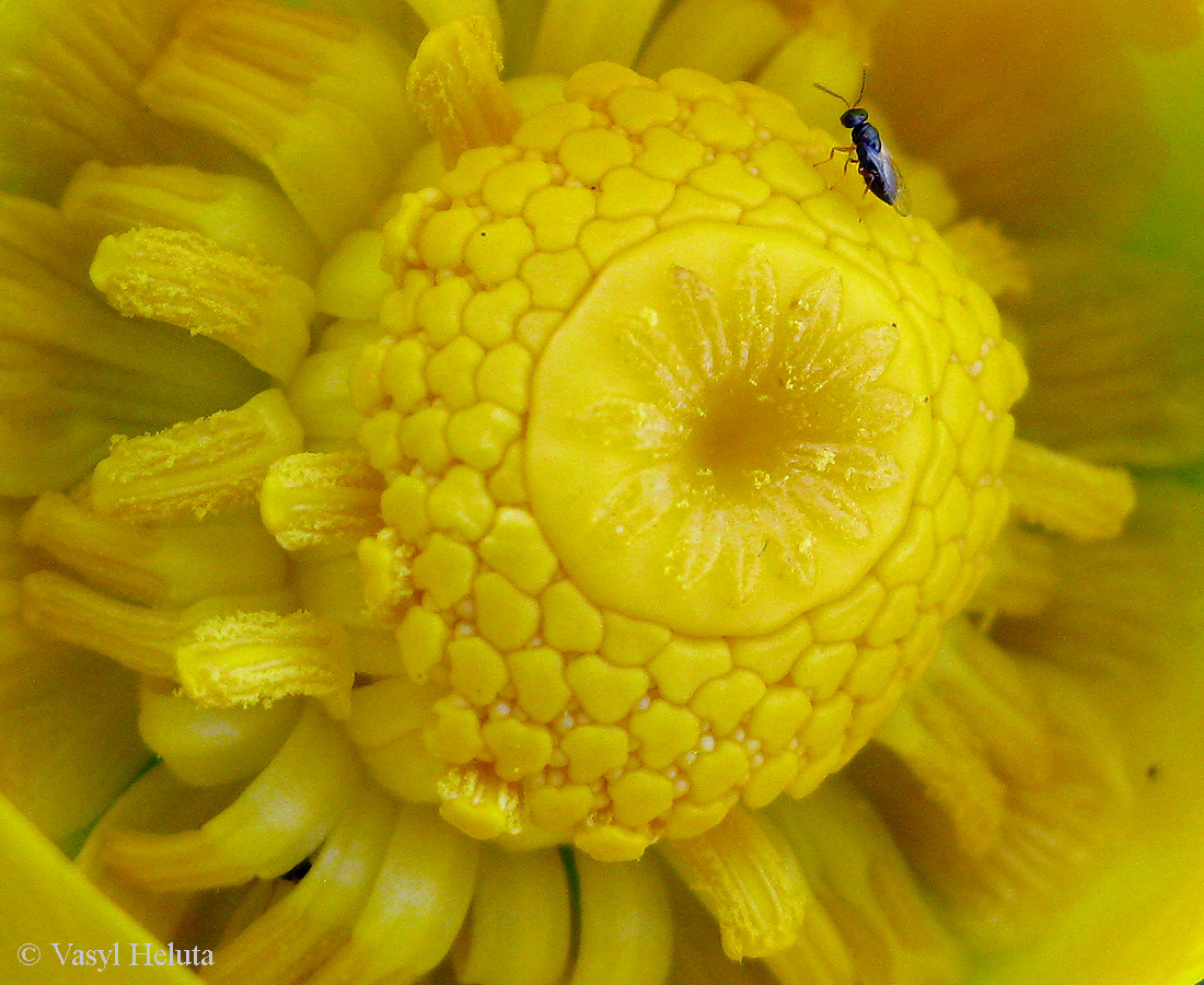 Image of Nuphar lutea specimen.