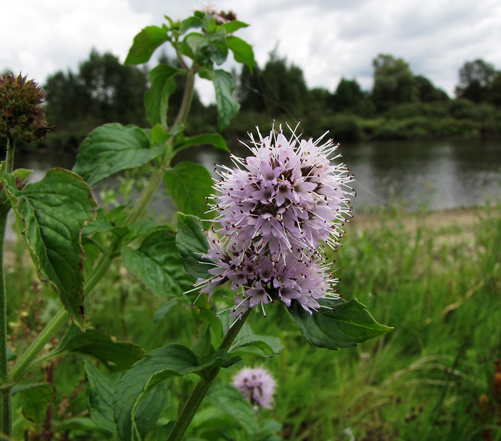 Image of Mentha aquatica specimen.