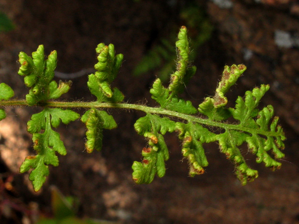 Image of Woodsia calcarea specimen.