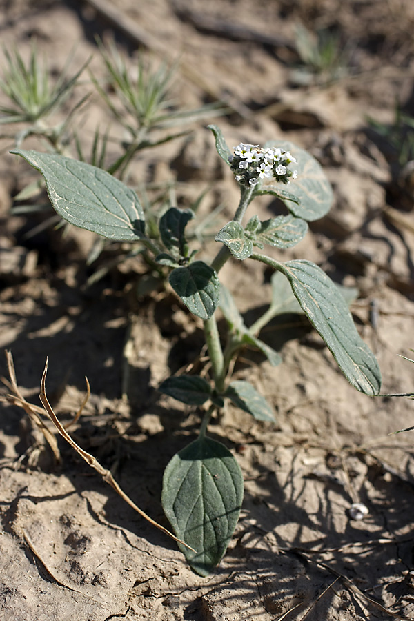 Изображение особи Heliotropium ellipticum.