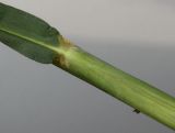 Miscanthus sinensis. Основание листа (обратная сторона). Германия, г. Кемпен, в парке. 10.09.2012.