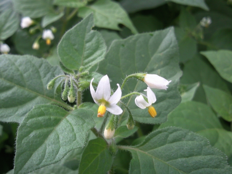 Изображение особи род Solanum.