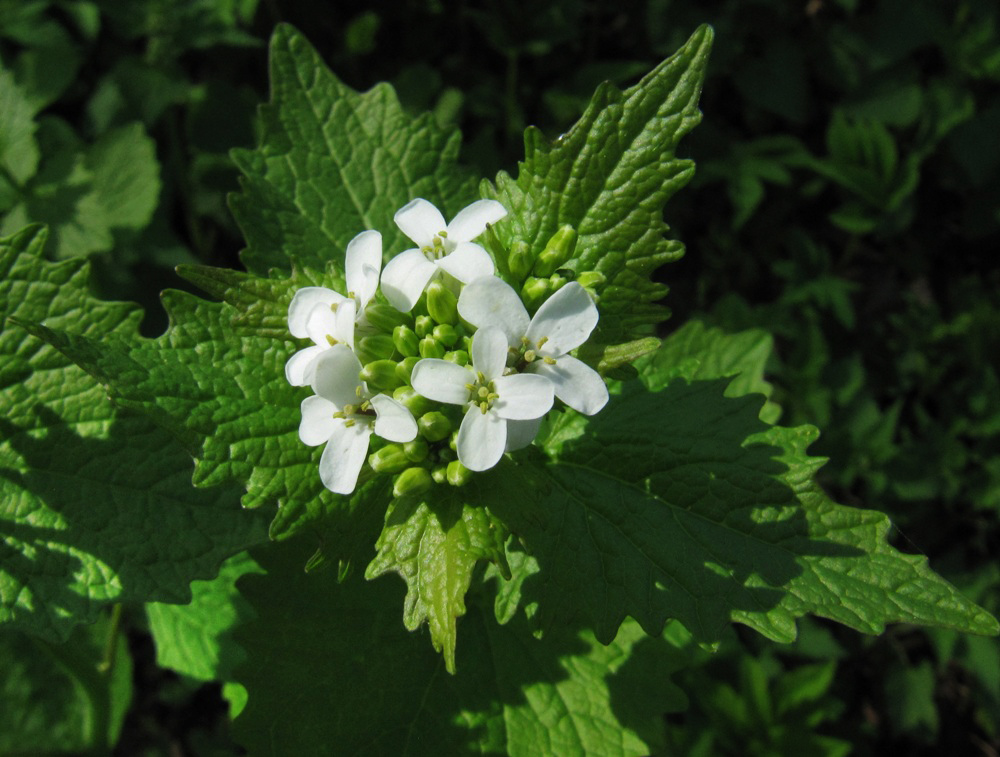 Image of Alliaria petiolata specimen.