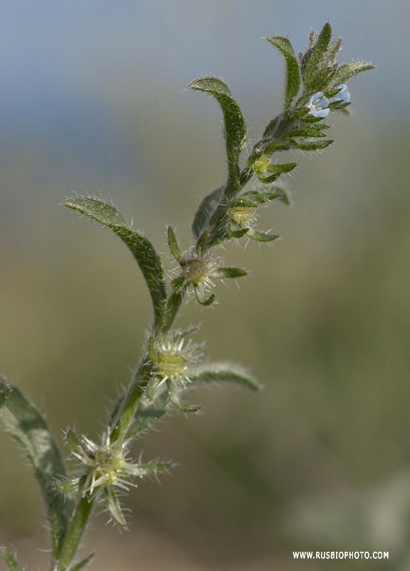 Image of Lappula patula specimen.