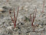 Juncus minutulus