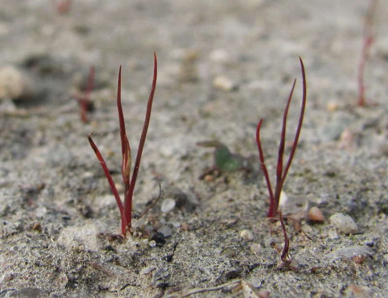 Изображение особи Juncus minutulus.