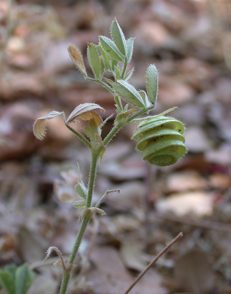 Image of Medicago scutellata specimen.