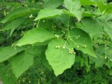 род Euonymus