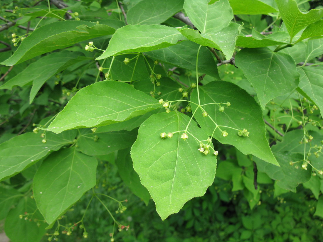 Изображение особи род Euonymus.