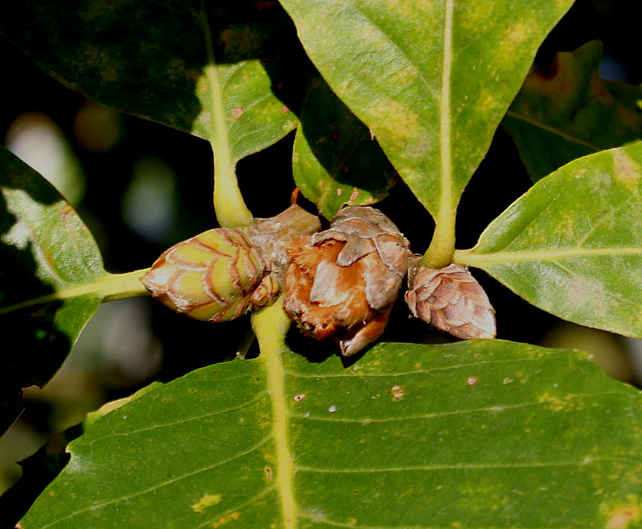 Image of Quercus pontica specimen.