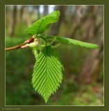 Ulmus laevis. Молодые листья. Чувашия, окрестности г. Шумерля, лес за Низким полем. 8 мая 2009 г.