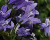 Campanula garganica