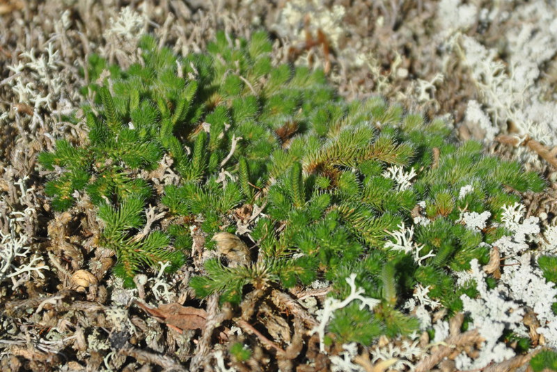 Изображение особи Selaginella rupestris.