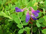 Lathyrus japonicus. Соцветие и листья. Северные Курилы, о. Парамушир, окр. мыса Капустный. Август 2012 г.